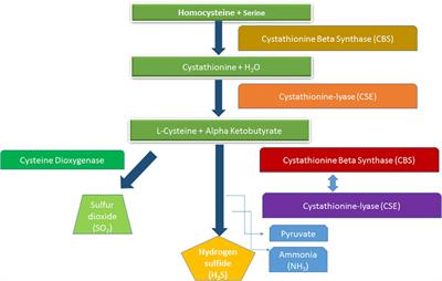 Role of Exogenous and Endogenous Hydrogen Sulfide (H2S) on Functional Traits of Plants Under Heavy Metal Stresses: A Recent Perspective